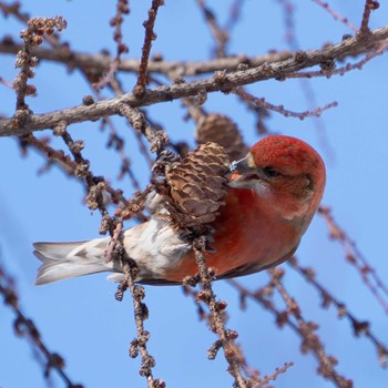 Red Crossbill Makomanai Park Mon, 2/8/2021