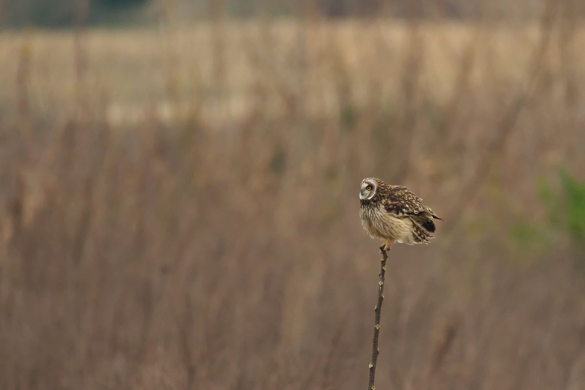  コミミズクの写真 by R/あーる