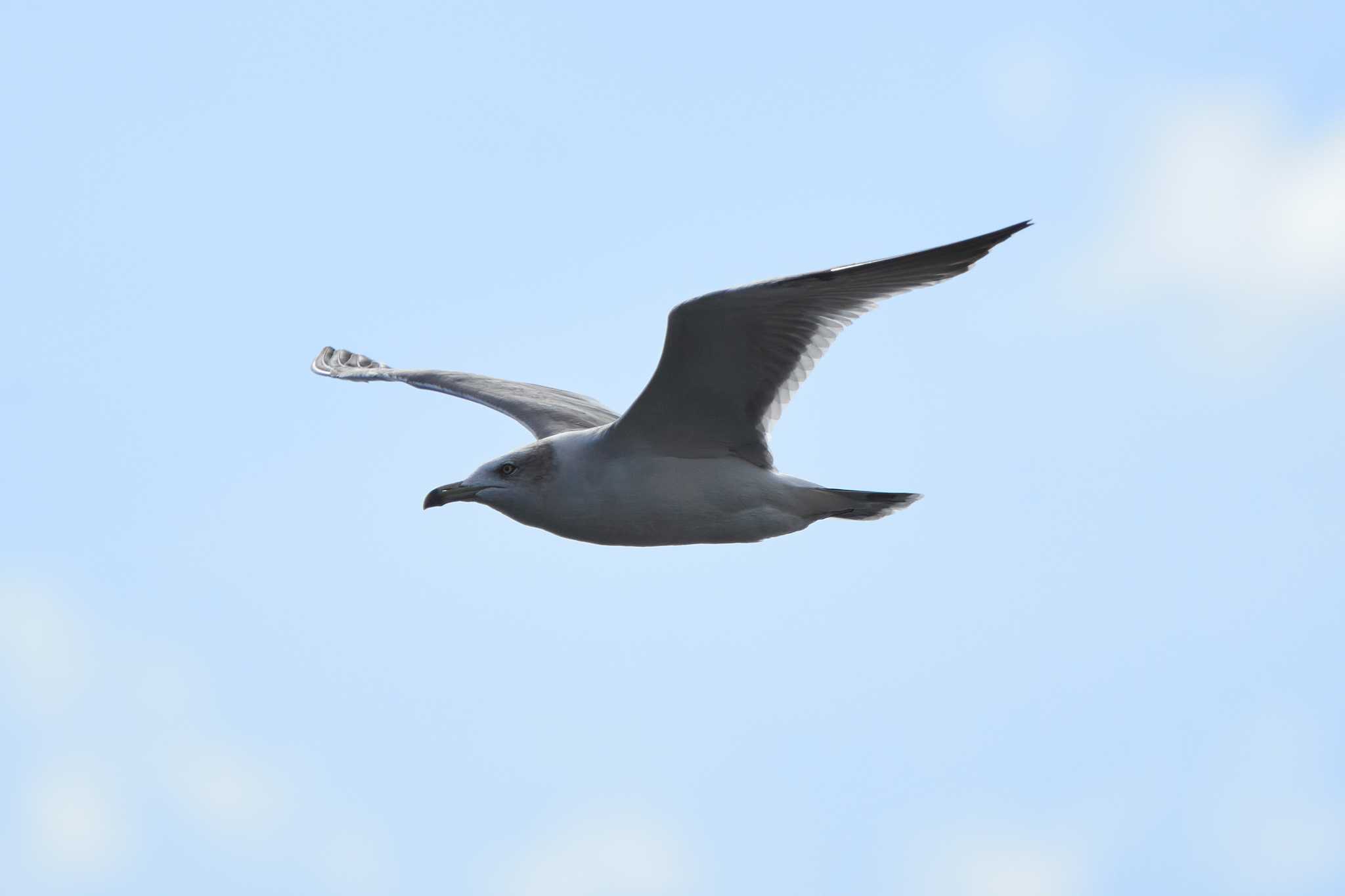 城南島海浜公園 カモメの写真 by Shinichi.JPN