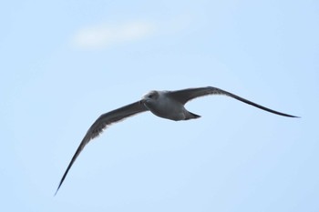 カモメ 城南島海浜公園 2018年11月14日(水)