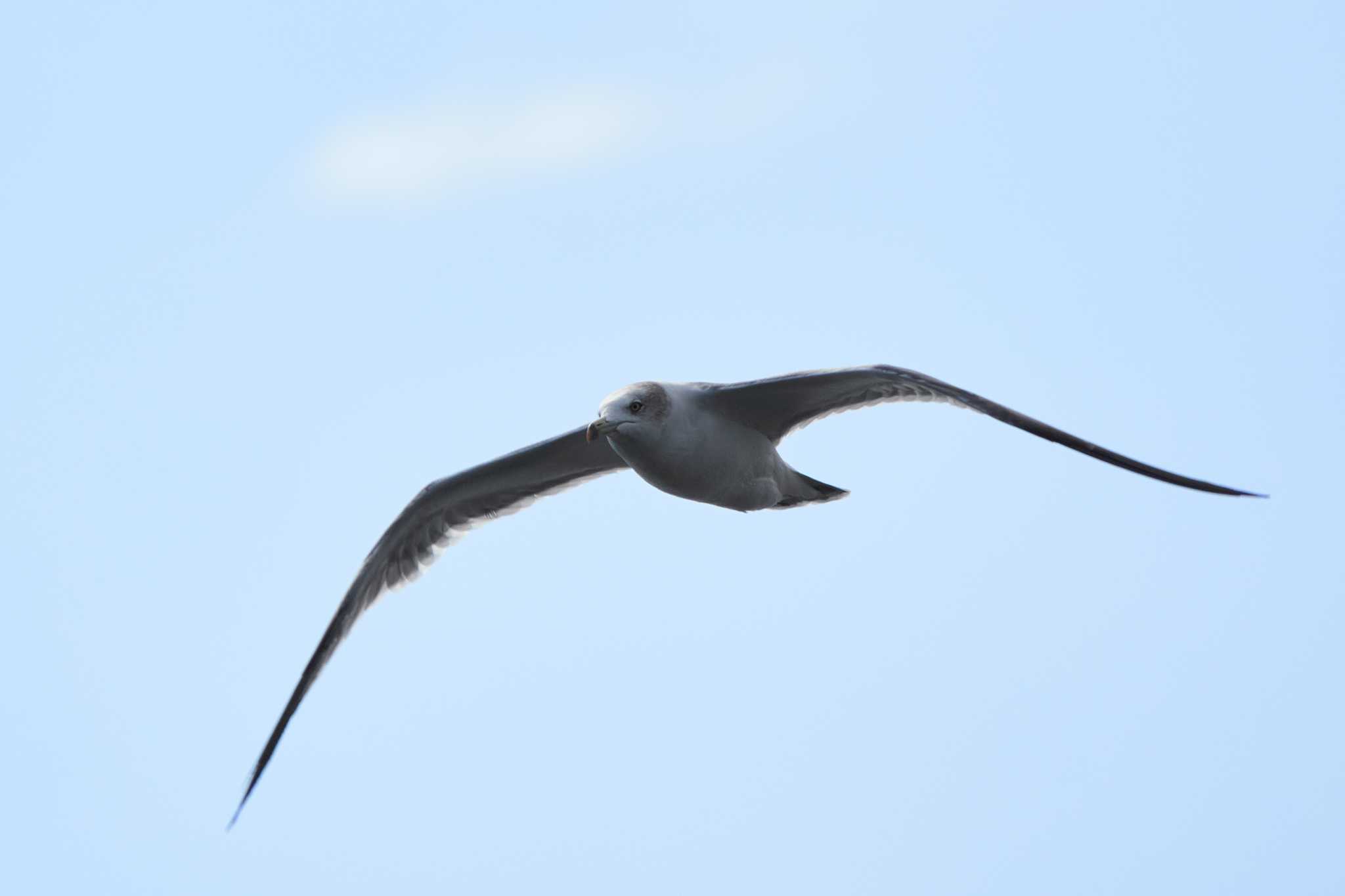 城南島海浜公園 カモメの写真 by Shinichi.JPN