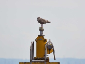 Iceland Gull (thayeri) 城南島海浜公園 Wed, 11/14/2018