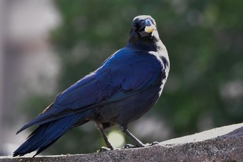 ハシブトガラス 天王寺動物園 2021年2月14日(日)