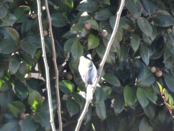 Japanese Tit 浅川 (八王子) Tue, 2/16/2021