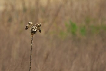 コミミズク 場所が不明 2017年1月4日(水)