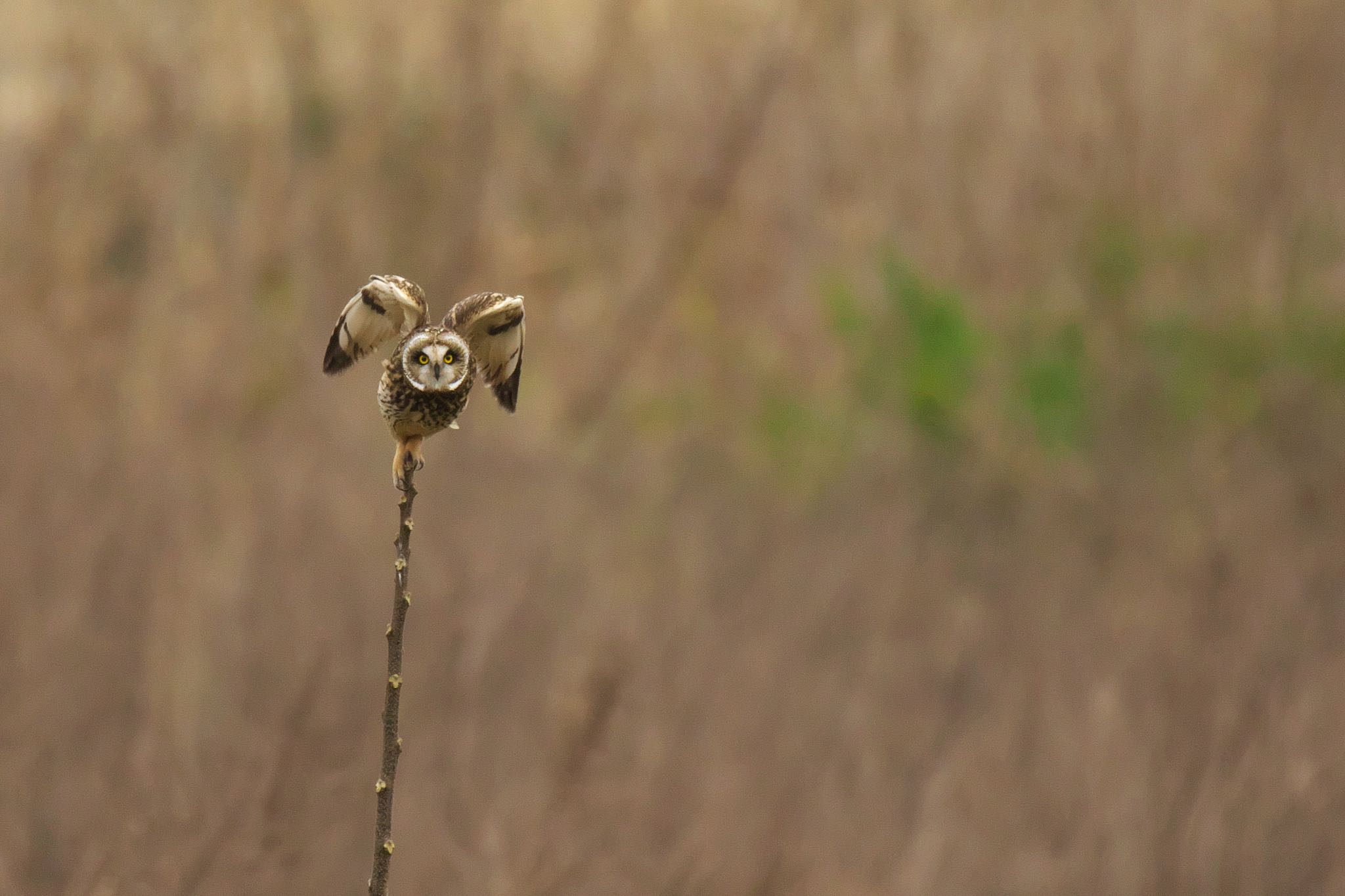  コミミズクの写真 by R/あーる