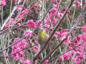 Warbling White-eye Osaka Tsurumi Ryokuchi Sat, 2/13/2021