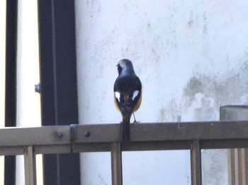 Daurian Redstart 浅川 (八王子) Tue, 2/16/2021