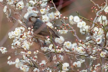 ヒヨドリ 福岡県 直方市 2021年2月11日(木)