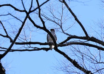 2021年2月16日(火) 見沼たんぼの野鳥観察記録