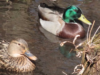 マガモ 黒川清流公園 2021年2月16日(火)