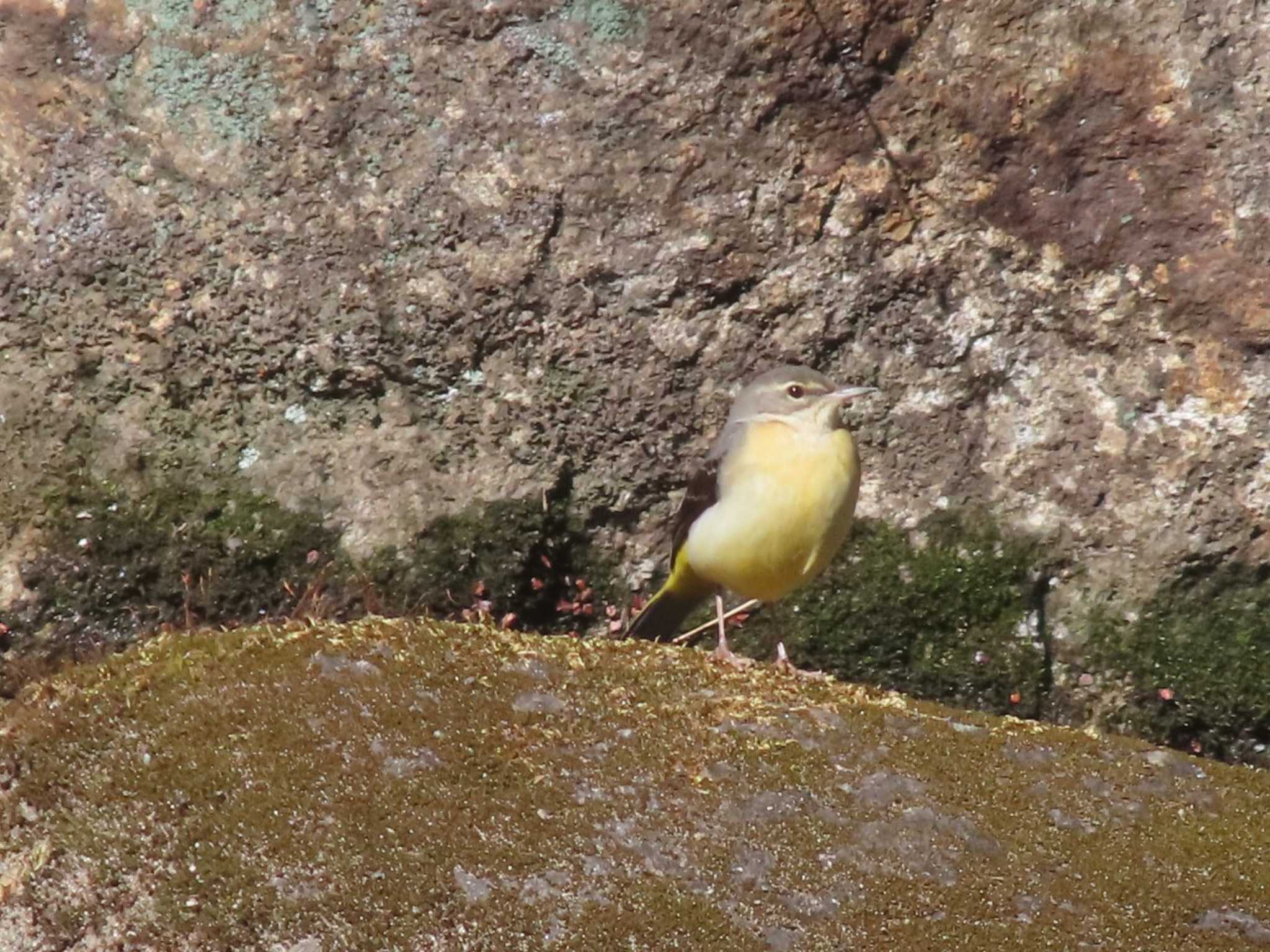 黒川清流公園 キセキレイの写真 by rm58