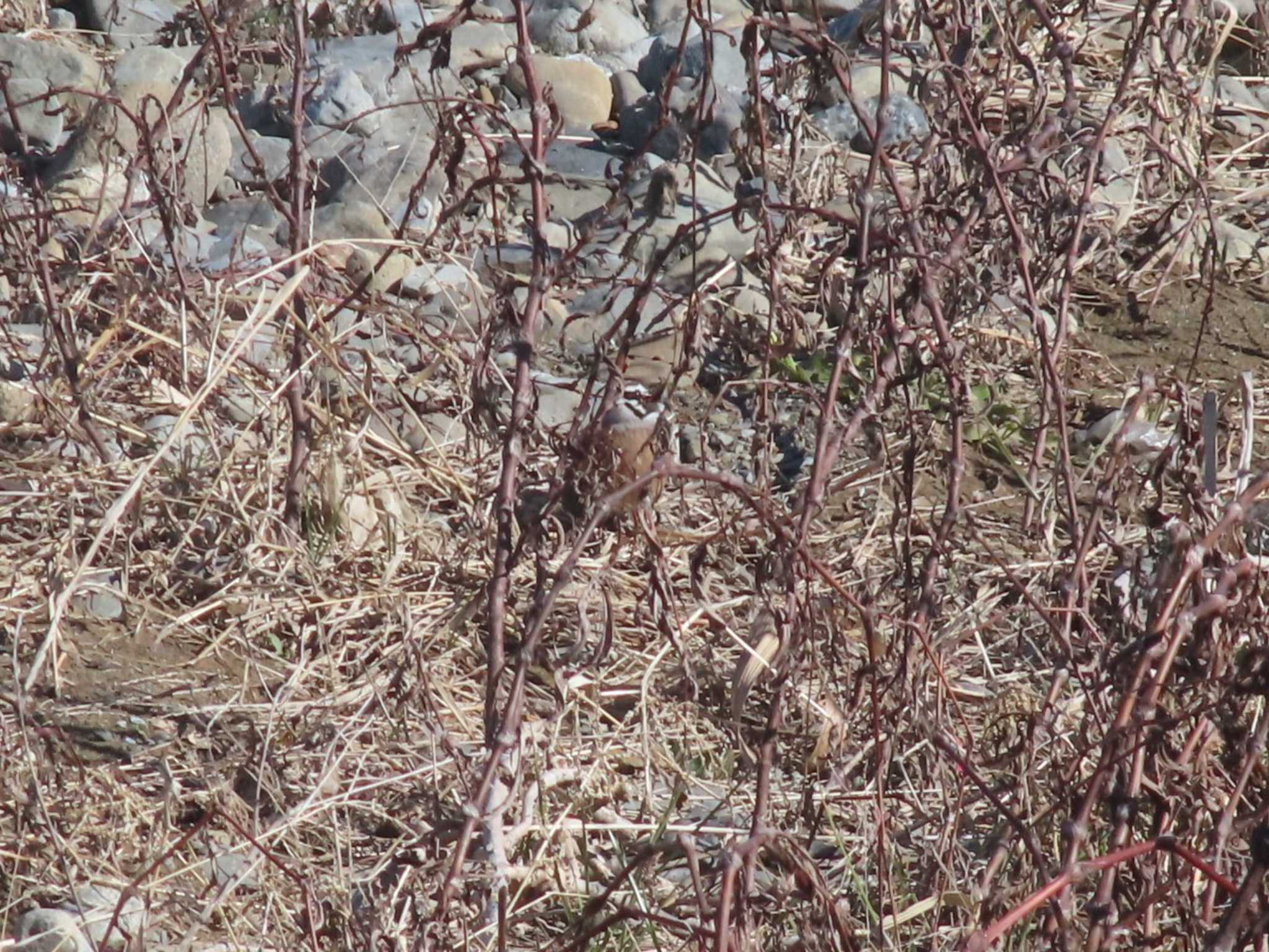 Photo of Meadow Bunting at 浅川 by rm58