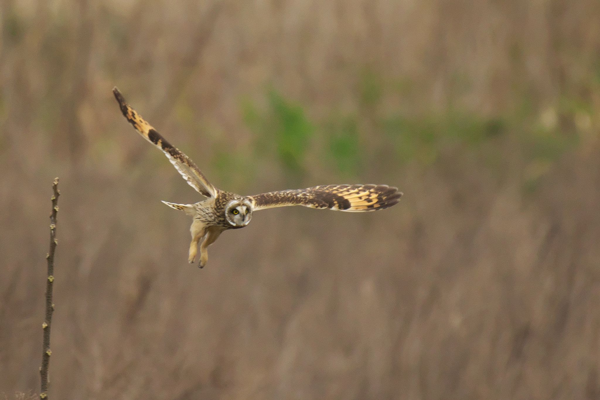  コミミズクの写真 by R/あーる