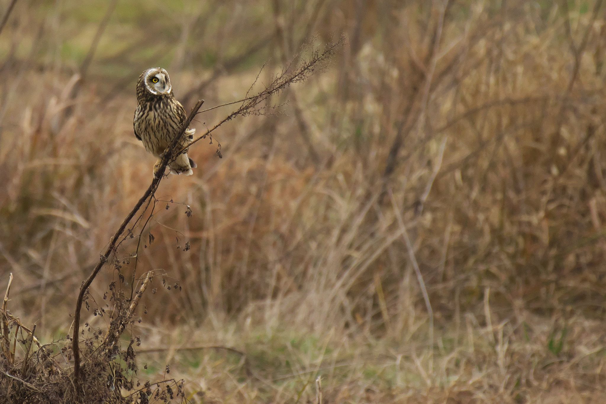  コミミズクの写真 by R/あーる