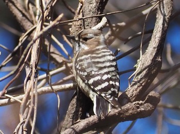 Japanese Pygmy Woodpecker 六甲山 Tue, 2/16/2021