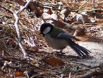 Japanese Tit 六甲山 Tue, 2/16/2021