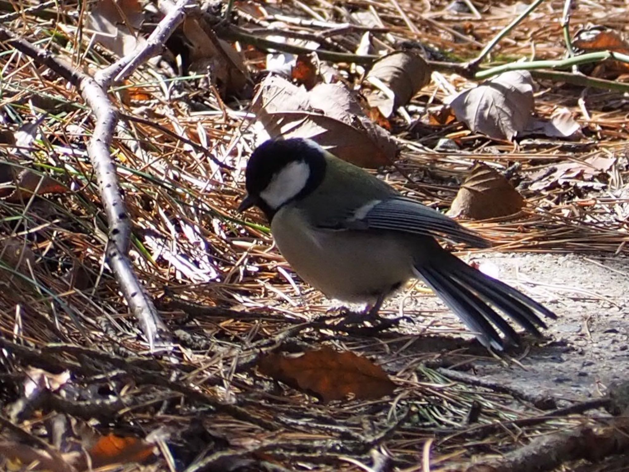 Photo of Japanese Tit at 六甲山 by Moe