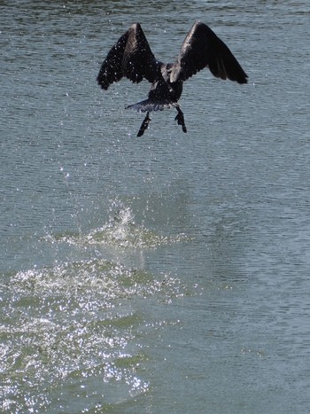 Great Cormorant 神戸市北区 Tue, 2/16/2021