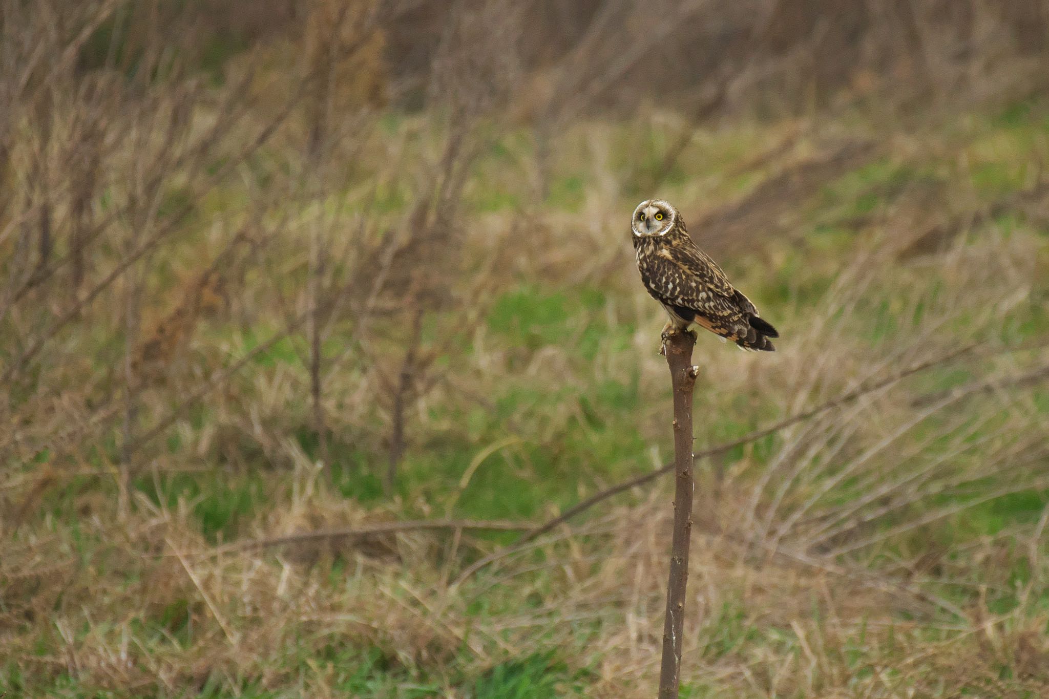  コミミズクの写真 by R/あーる