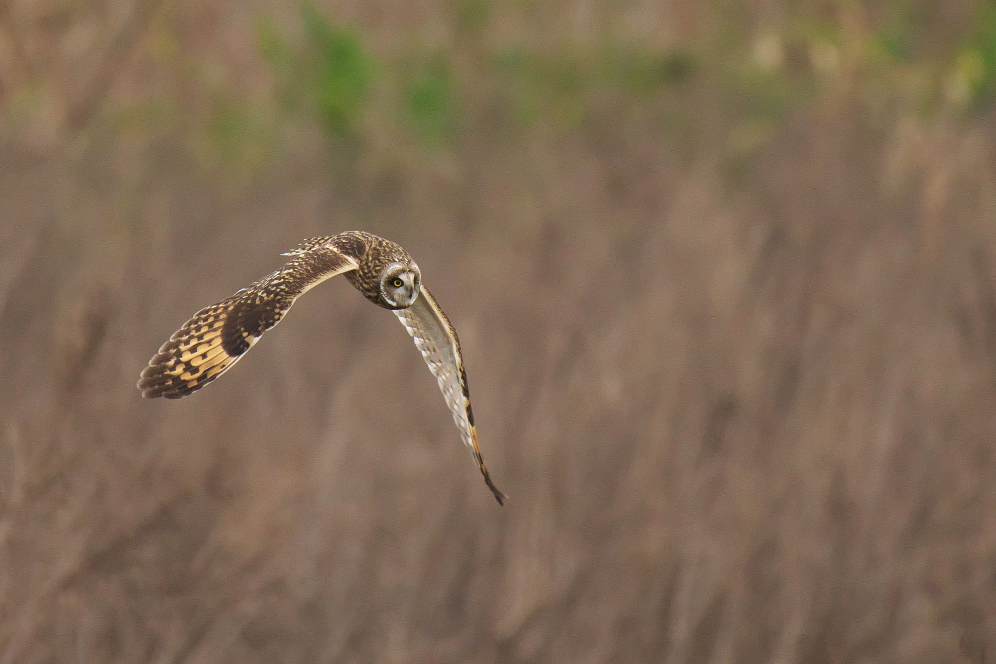  コミミズクの写真 by R/あーる