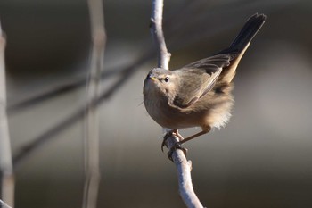 2021年2月4日(木) 野川の野鳥観察記録