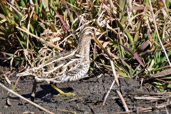 2021年2月9日(火) 野川の野鳥観察記録