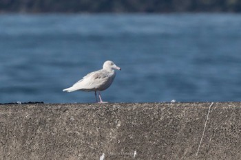 シロカモメ 銚子漁港 2021年2月13日(土)