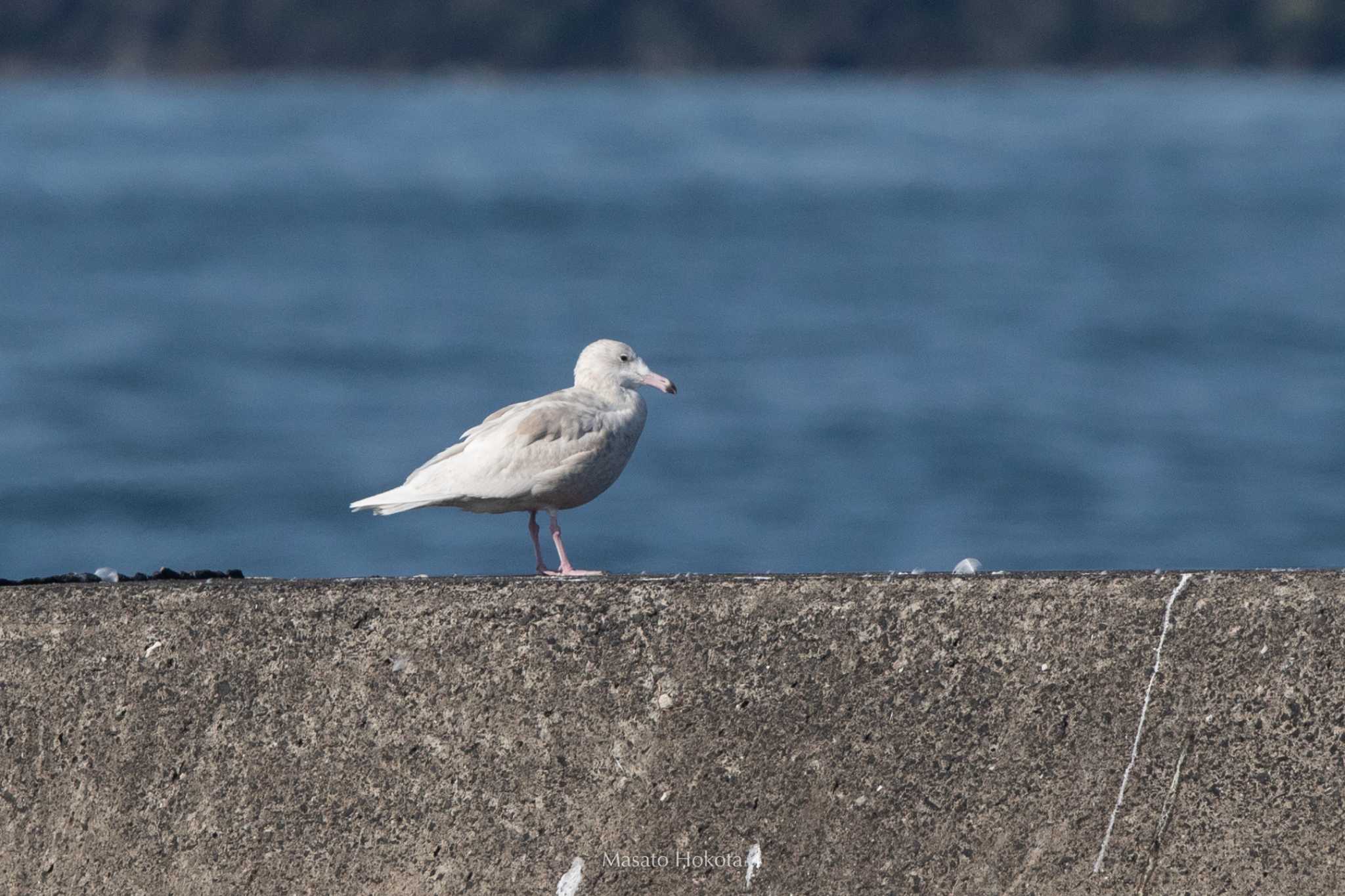 Photo of Glaucous Gull at Choshi Fishing Port by Trio