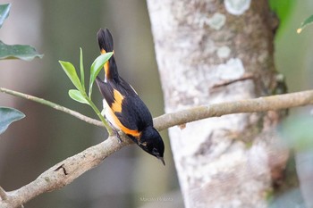 American Redstart