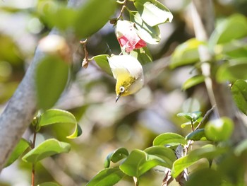 Warbling White-eye 二宮町 Tue, 2/16/2021