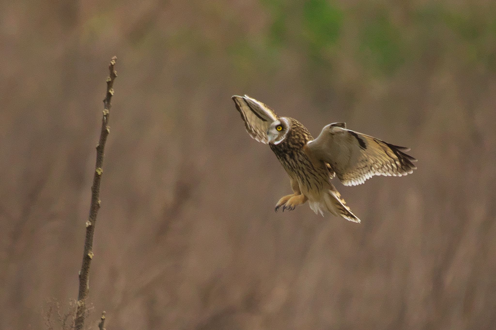  コミミズクの写真 by R/あーる