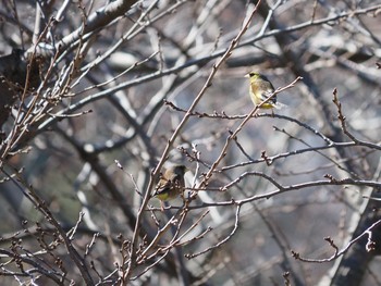 Grey-capped Greenfinch 二宮町 Tue, 2/16/2021