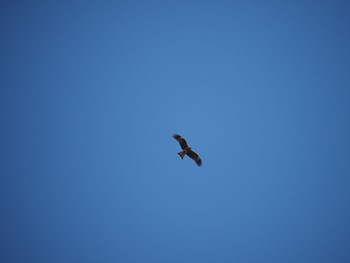 Black Kite 二宮町 Tue, 2/16/2021