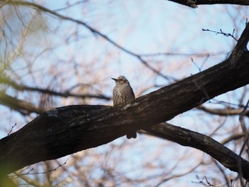 Brown-eared Bulbul 二宮町 Tue, 2/16/2021