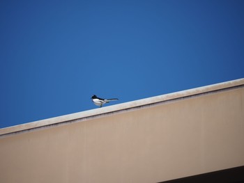 Japanese Wagtail 二宮町 Tue, 2/16/2021