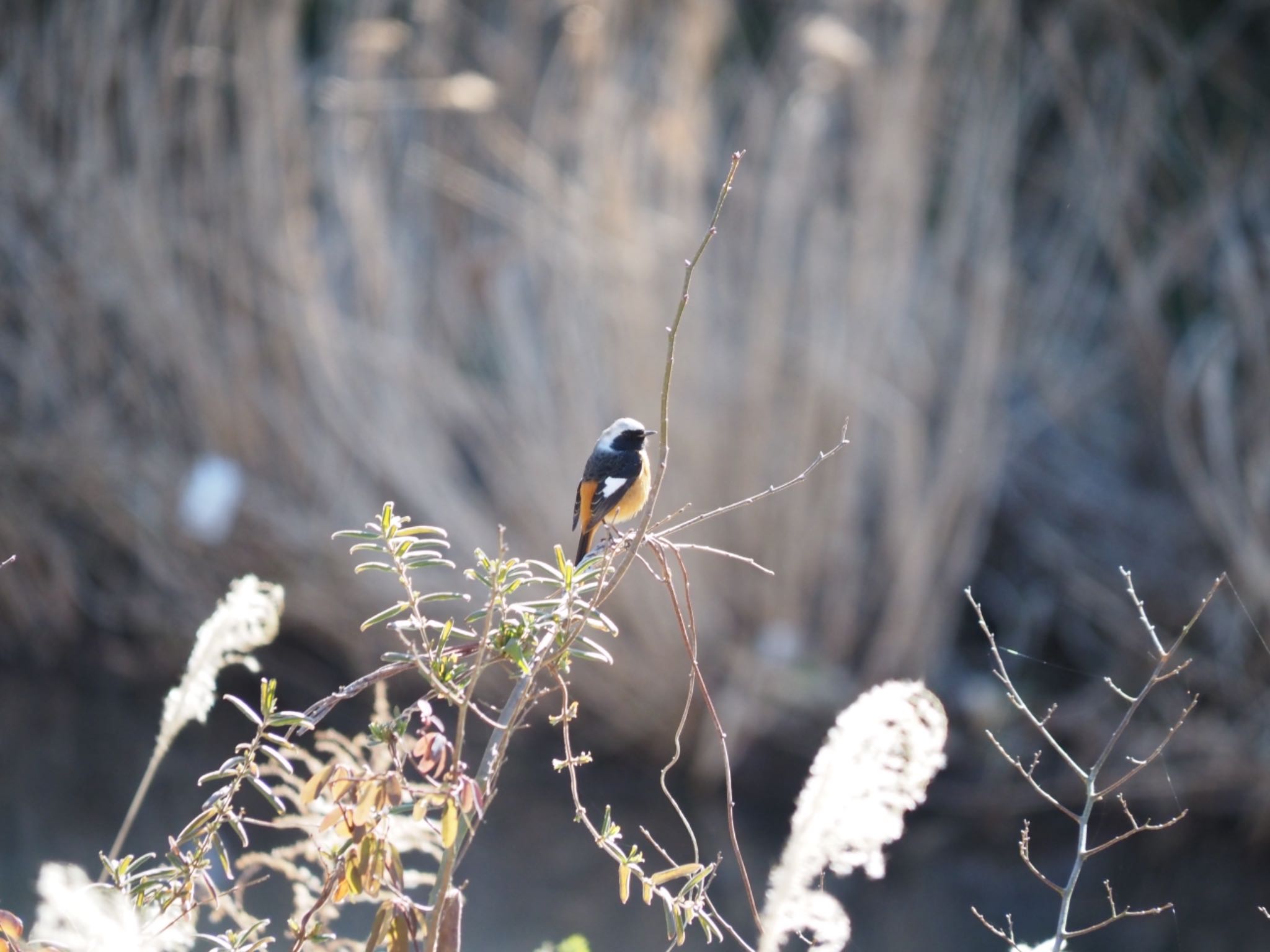 Daurian Redstart