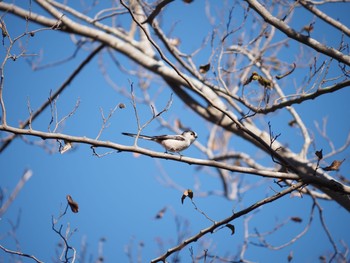 Long-tailed Tit 二宮町 Tue, 2/16/2021