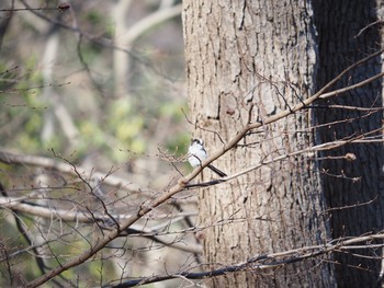 Long-tailed Tit 二宮町 Tue, 2/16/2021