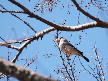 Japanese Grosbeak 二宮町 Tue, 2/16/2021