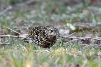 White's Thrush 油山市民の森 Tue, 2/16/2021