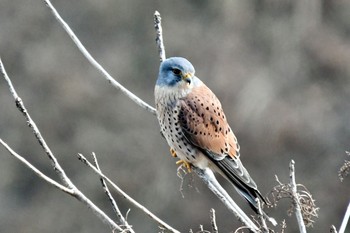 Common Kestrel 油山市民の森 Tue, 2/16/2021