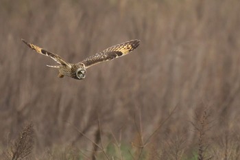 コミミズク 場所が不明 2017年1月4日(水)