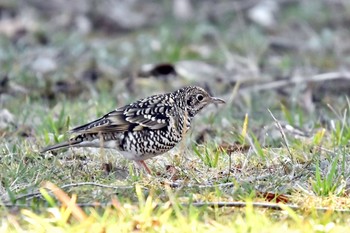 White's Thrush 油山市民の森 Tue, 2/16/2021