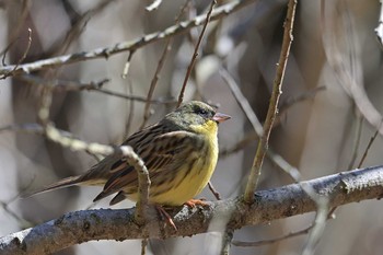 アオジ 座間谷戸山公園 2021年2月16日(火)