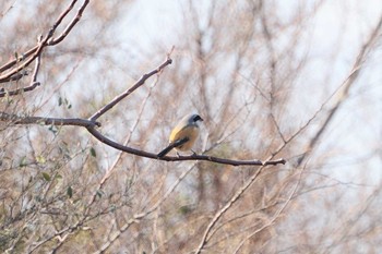 タカサゴモズ 大阪南港野鳥園 2021年2月16日(火)