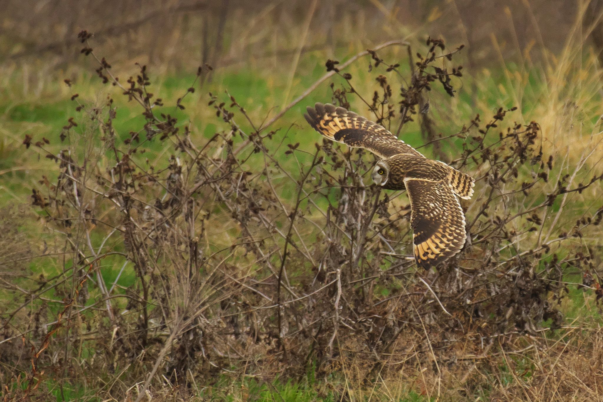  コミミズクの写真 by R/あーる