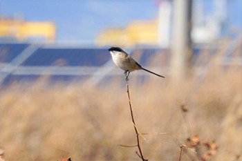 タカサゴモズ 大阪南港野鳥園 2021年2月16日(火)