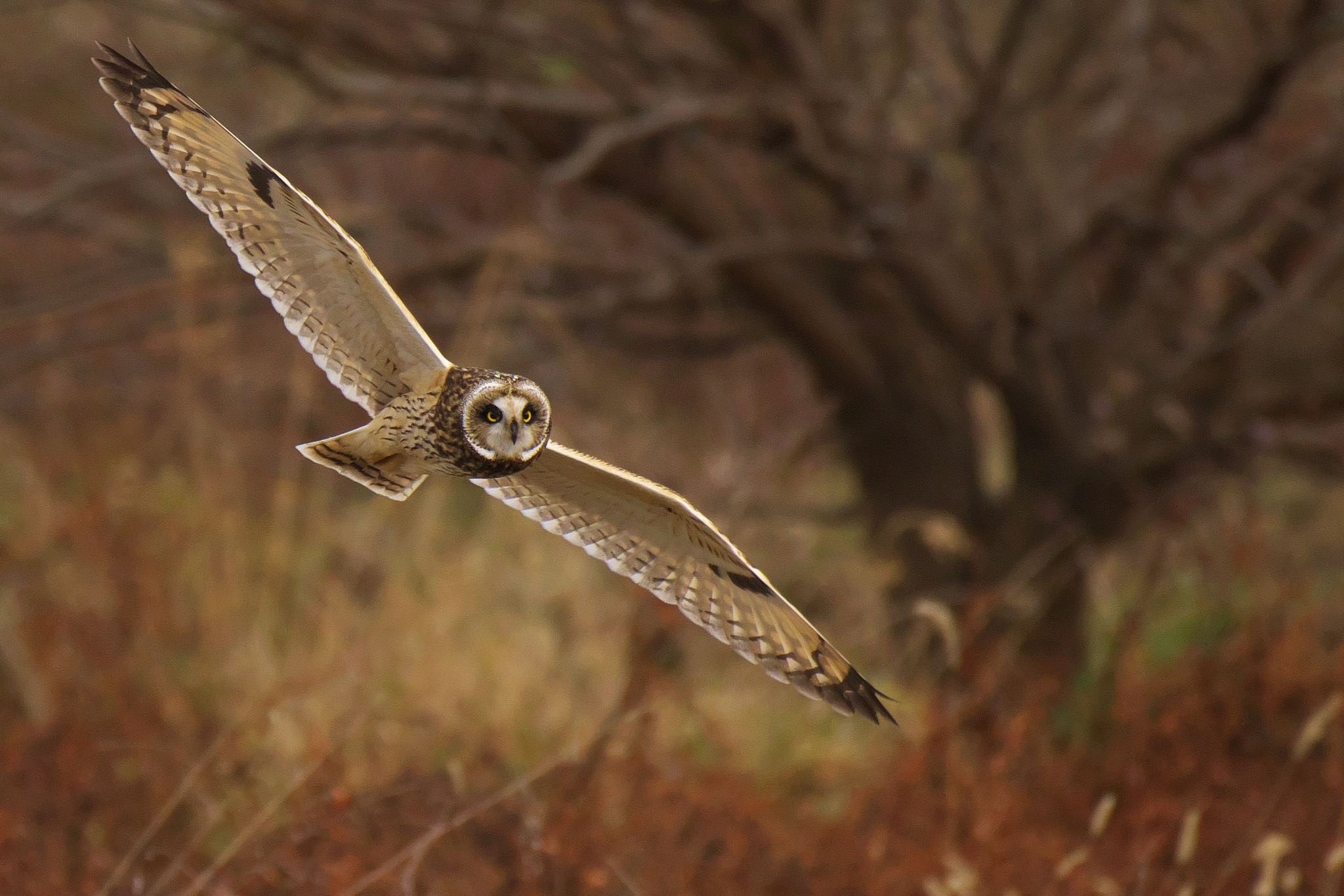  コミミズクの写真 by R/あーる