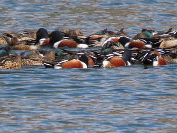 Northern Shoveler 岡山東区 Tue, 2/16/2021